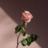 psy__love__